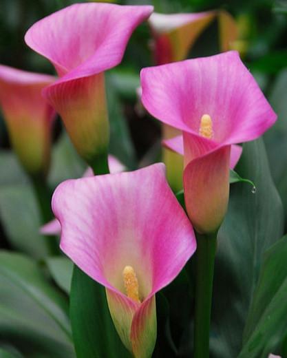 Pink lily in the Dwarf Asiatic